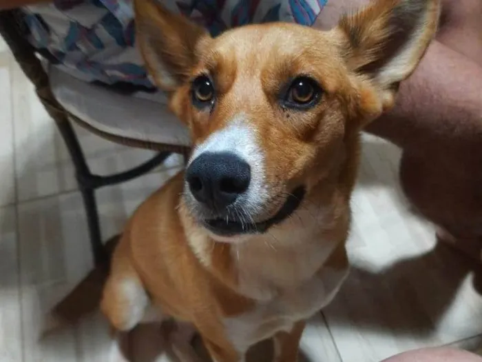 Cachorro ra a SRD-ViraLata idade 1 ano nome Mel