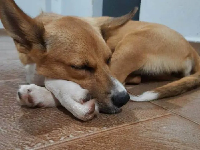 Cachorro ra a SRD-ViraLata idade 1 ano nome Mel