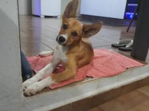 Cachorro raça SRD-ViraLata idade 1 ano nome Mel