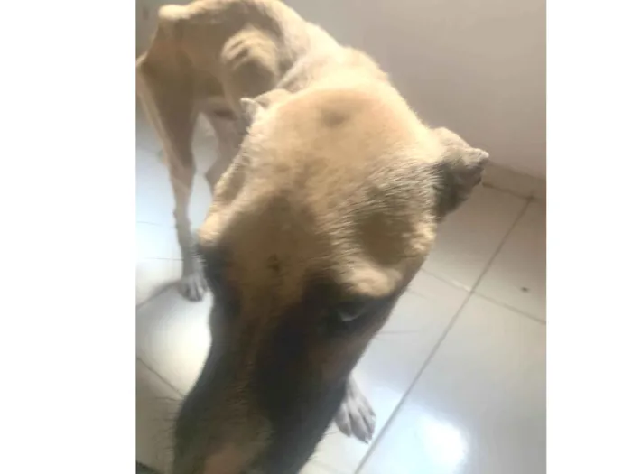 Cachorro ra a SRD-ViraLata idade 1 ano nome Fafa é paçoca 