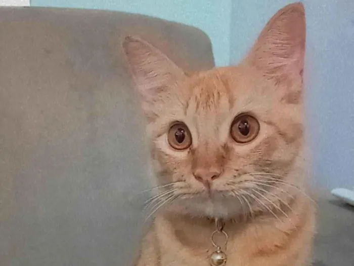 Gato ra a Não conheço a raça idade 1 ano nome Ferrugem 