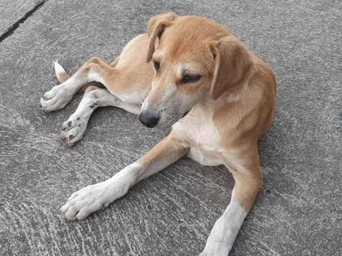 Cachorro ra a SRF idade 1 ano nome Meg