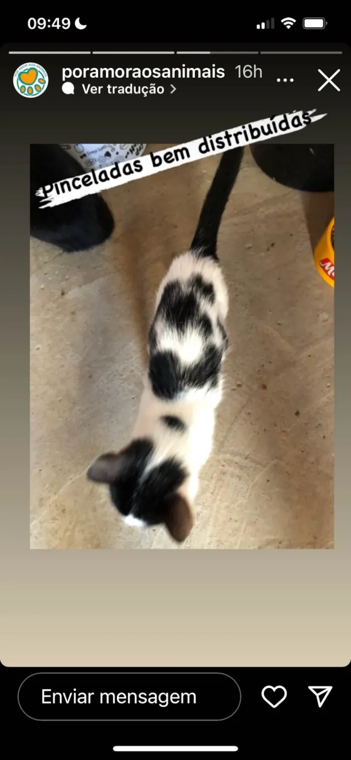 Gato ra a SRD idade 2 a 6 meses nome Faisca
