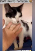 Faisca