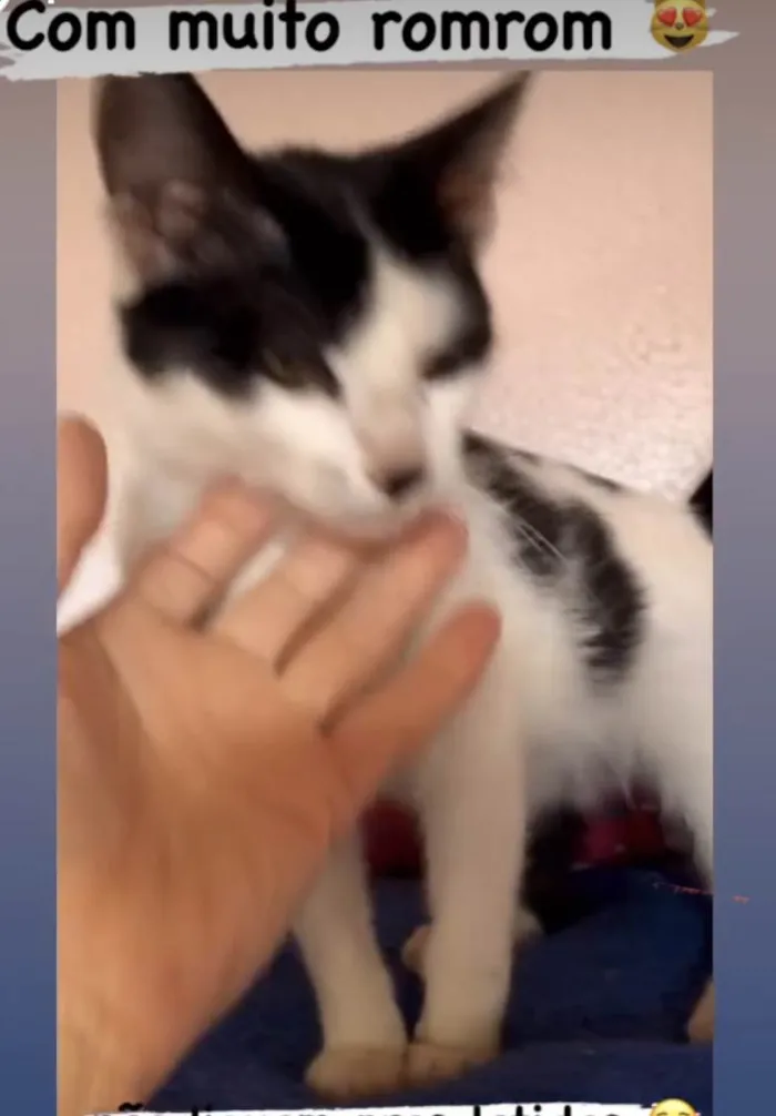Gato ra a SRD idade 2 a 6 meses nome Faisca
