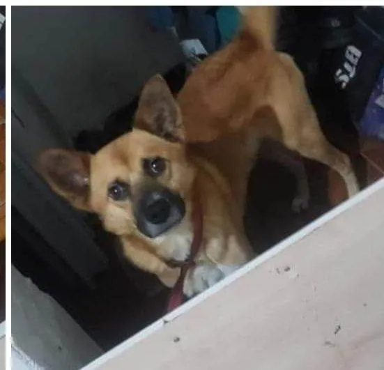 Cachorro ra a SRD-ViraLata idade 3 anos nome Zeus