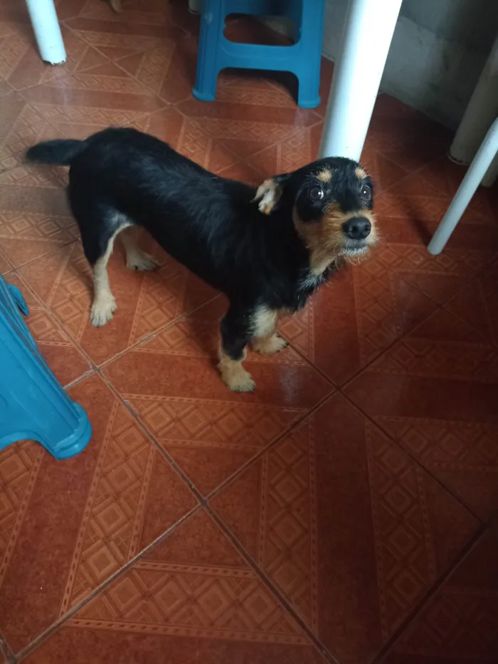 Cachorro ra a Srd com pinscher  idade 2 anos nome Marvin