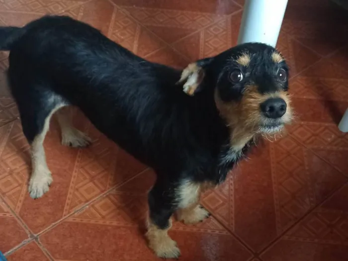 Cachorro ra a Srd com pinscher  idade 2 anos nome Marvin