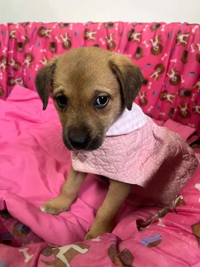 Cachorro ra a SRD-ViraLata idade Abaixo de 2 meses nome Dani