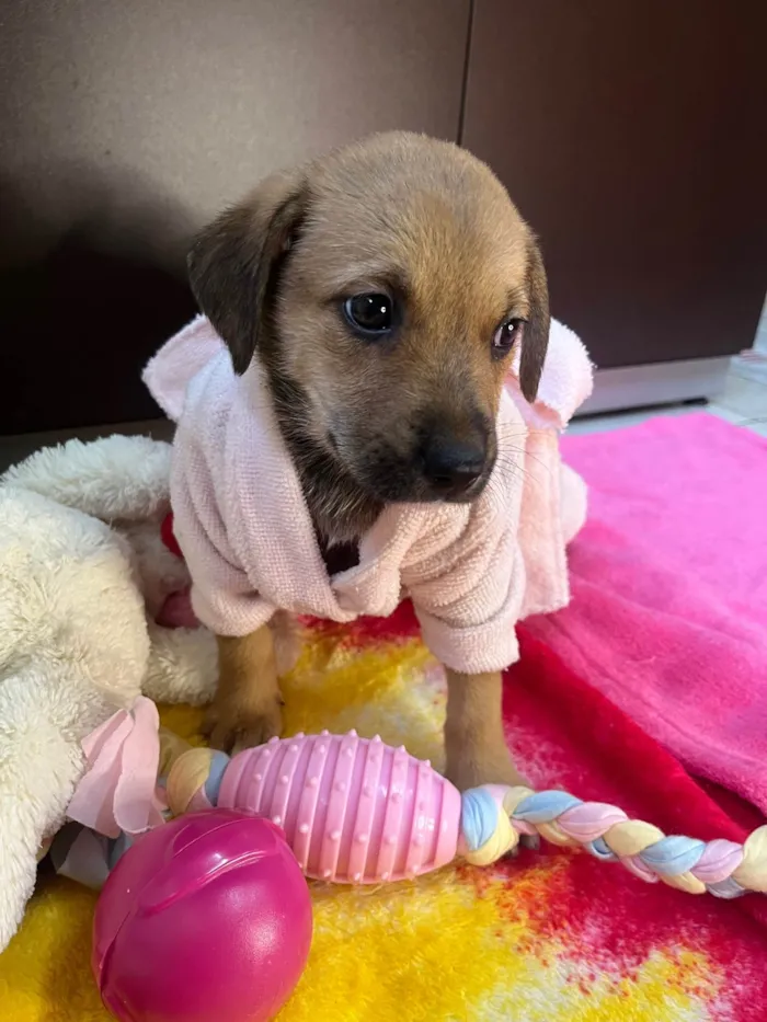 Cachorro ra a SRD-ViraLata idade Abaixo de 2 meses nome Dani