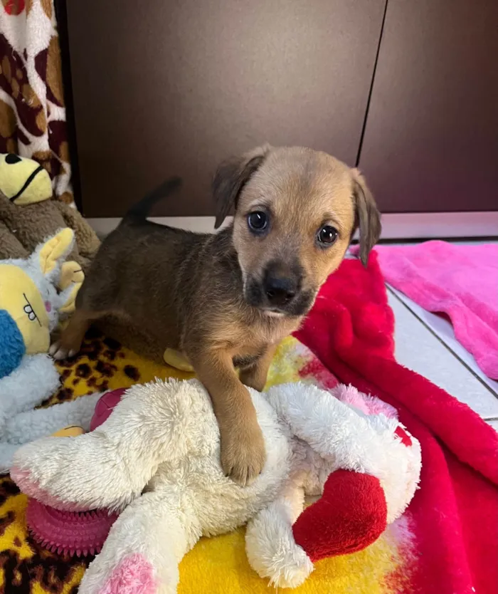 Cachorro ra a SRD-ViraLata idade Abaixo de 2 meses nome Dani