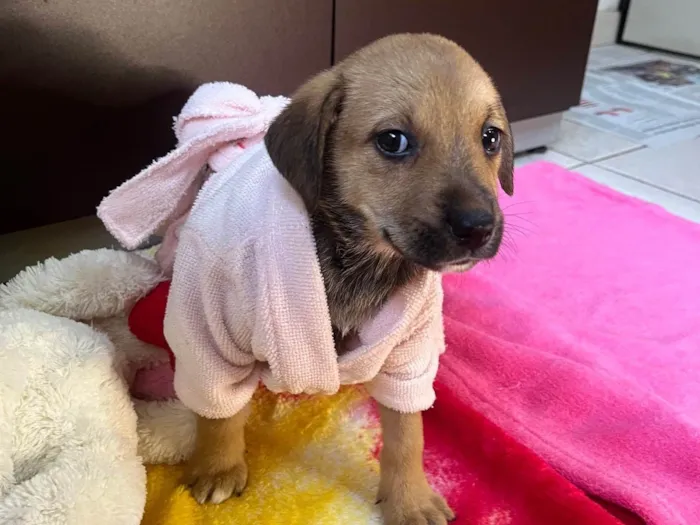 Cachorro ra a SRD-ViraLata idade Abaixo de 2 meses nome Dani