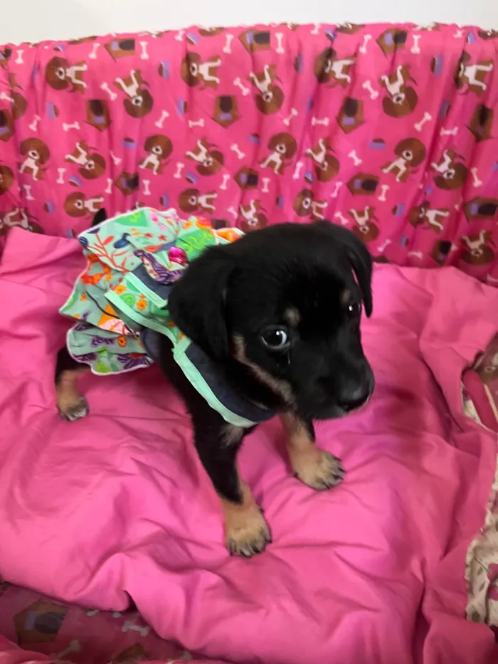 Cachorro ra a SRD-ViraLata idade Abaixo de 2 meses nome Duda