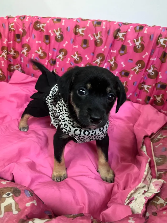 Cachorro ra a SRD-ViraLata idade Abaixo de 2 meses nome Duda