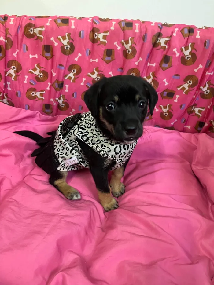 Cachorro ra a SRD-ViraLata idade Abaixo de 2 meses nome Duda