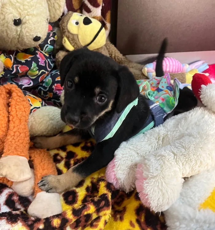 Cachorro ra a SRD-ViraLata idade Abaixo de 2 meses nome Duda