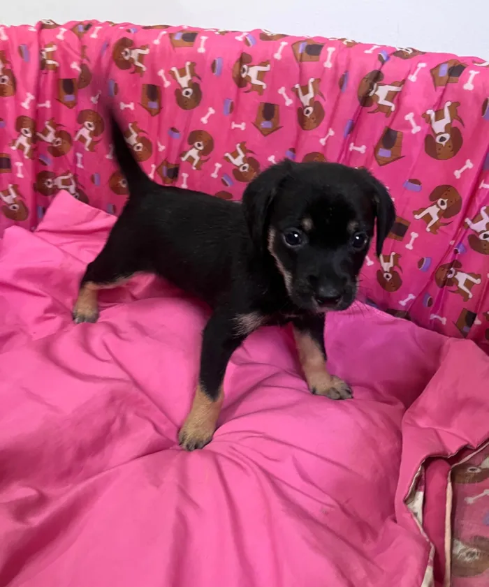 Cachorro ra a SRD-ViraLata idade Abaixo de 2 meses nome Duda