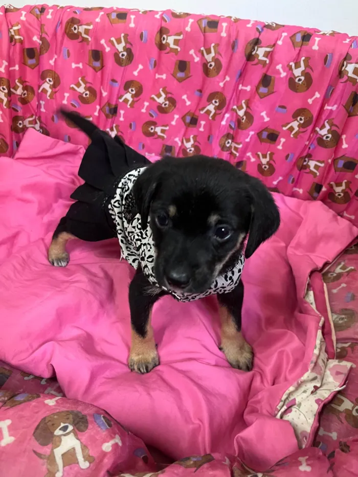 Cachorro ra a SRD-ViraLata idade Abaixo de 2 meses nome Duda