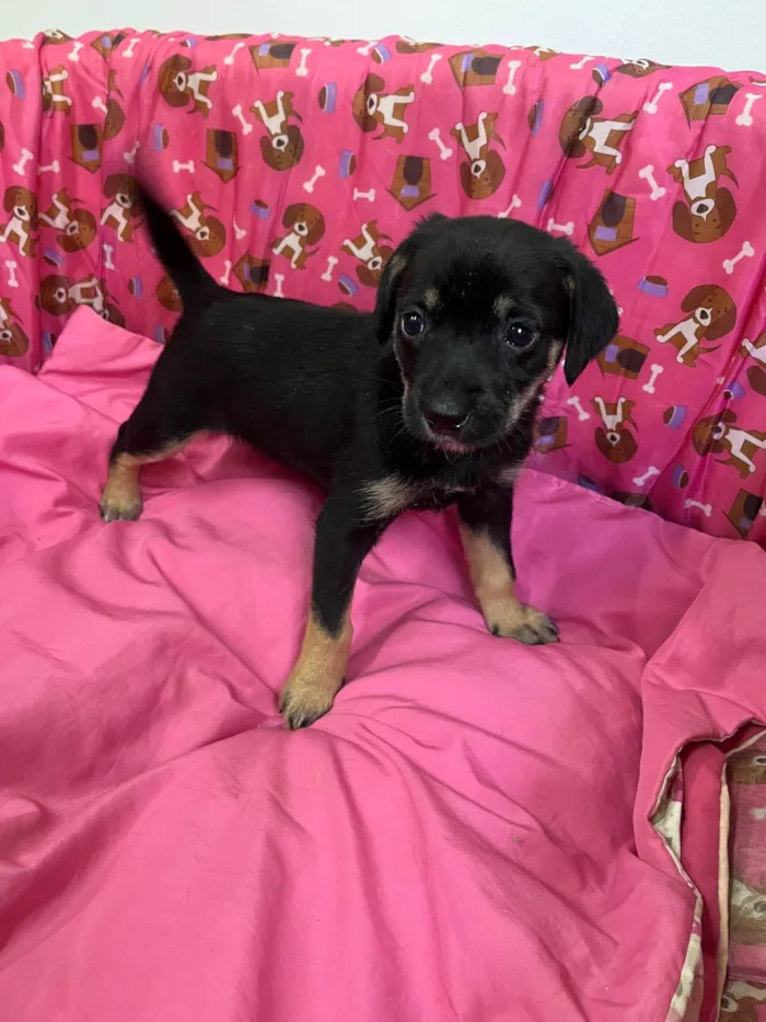 Cachorro ra a SRD-ViraLata idade Abaixo de 2 meses nome Duda