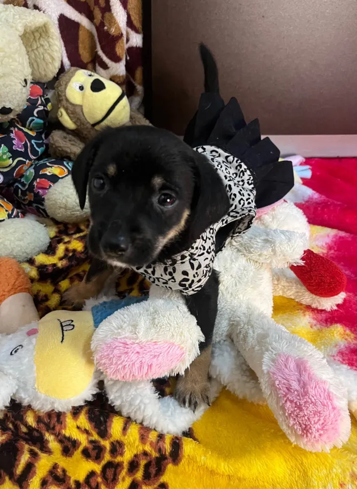 Cachorro ra a SRD-ViraLata idade Abaixo de 2 meses nome Duda