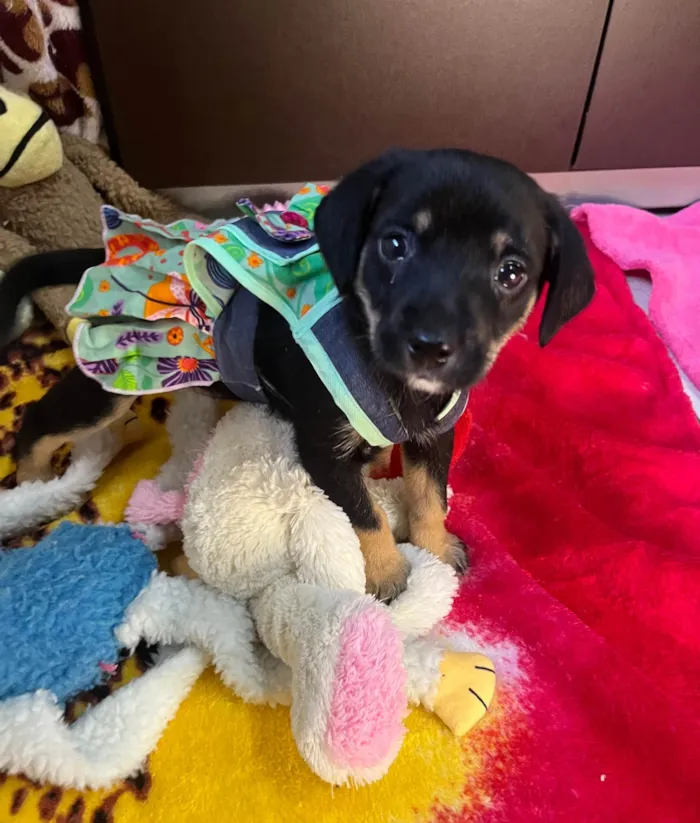 Cachorro ra a SRD-ViraLata idade Abaixo de 2 meses nome Duda