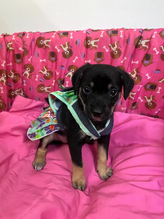 Cachorro ra a SRD-ViraLata idade Abaixo de 2 meses nome Duda