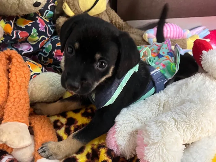 Cachorro ra a SRD-ViraLata idade Abaixo de 2 meses nome Duda