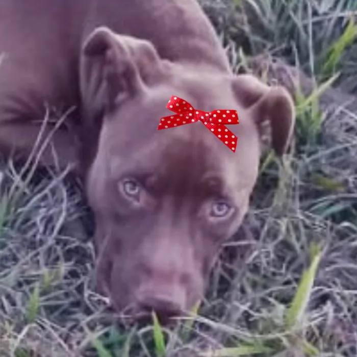 Cachorro ra a Pit-Bull idade 1 ano nome Mel 