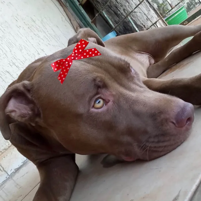 Cachorro ra a Pit-Bull idade 1 ano nome Mel 