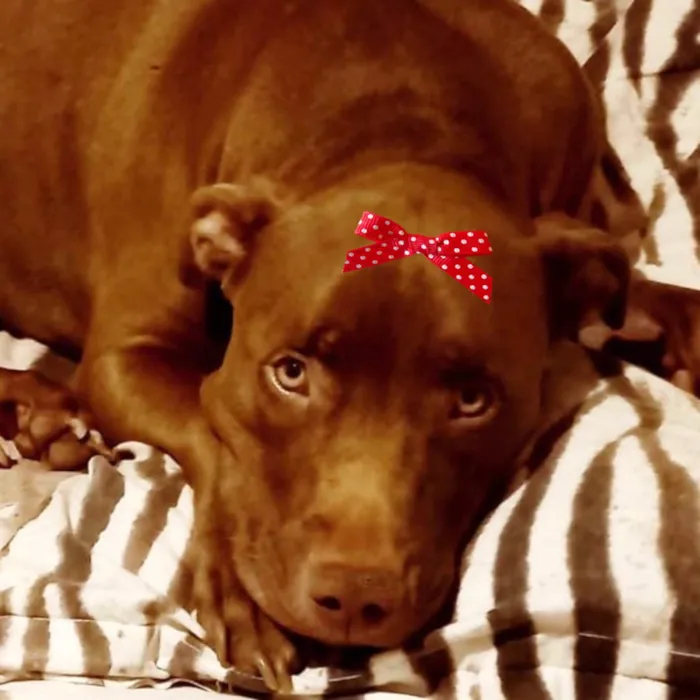 Cachorro ra a Pit-Bull idade 1 ano nome Mel 