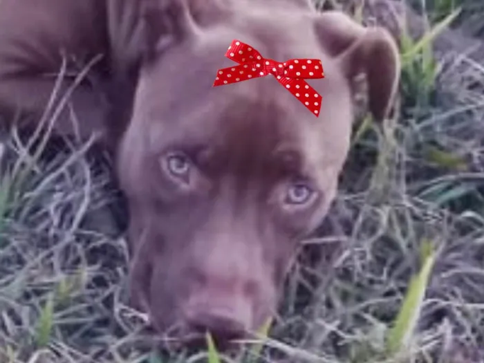 Cachorro ra a Pit-Bull idade 1 ano nome Mel 