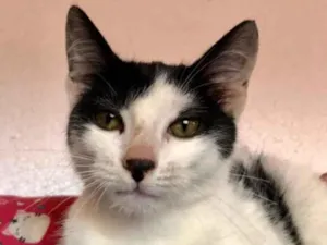 Gato raça SRD idade 2 a 6 meses nome Faisca