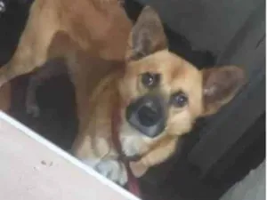 Cachorro raça SRD-ViraLata idade 3 anos nome Zeus