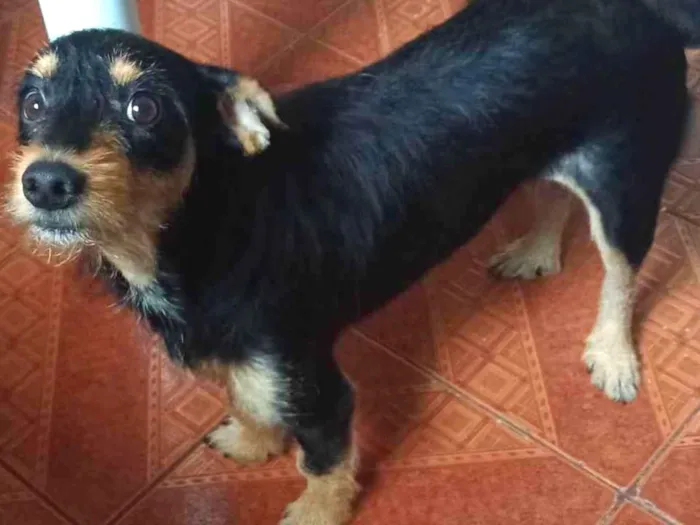 Cachorro ra a Srd com pinscher  idade 2 anos nome Marvin