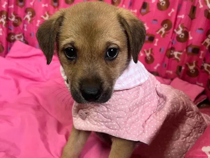 Cachorro ra a SRD-ViraLata idade Abaixo de 2 meses nome Dani