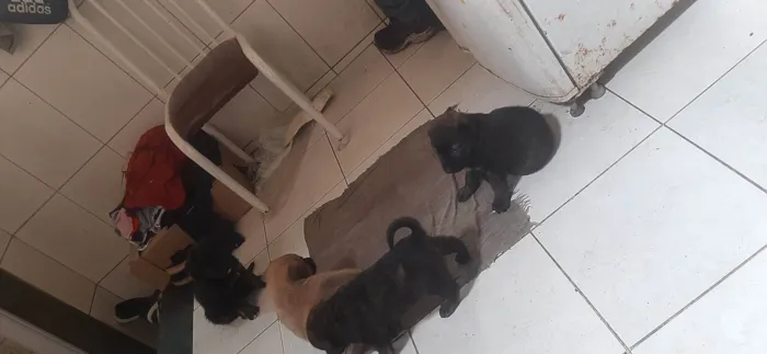 Cachorro ra a Mestiça(pastor malinoar, rotwailer) idade 2 a 6 meses nome Filhotes
