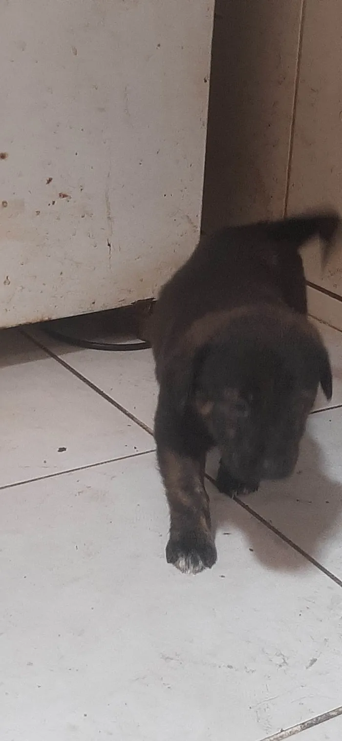 Cachorro ra a Mestiça(pastor malinoar, rotwailer) idade 2 a 6 meses nome Filhotes