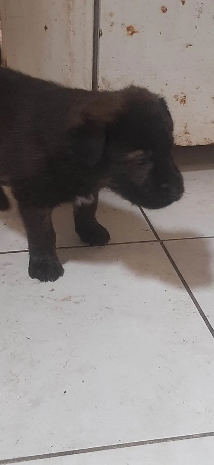 Cachorro ra a Mestiça(pastor malinoar, rotwailer) idade 2 a 6 meses nome Filhotes