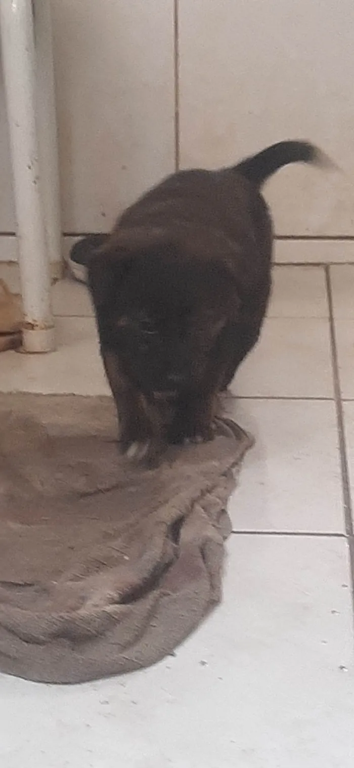 Cachorro ra a Mestiça(pastor malinoar, rotwailer) idade 2 a 6 meses nome Filhotes