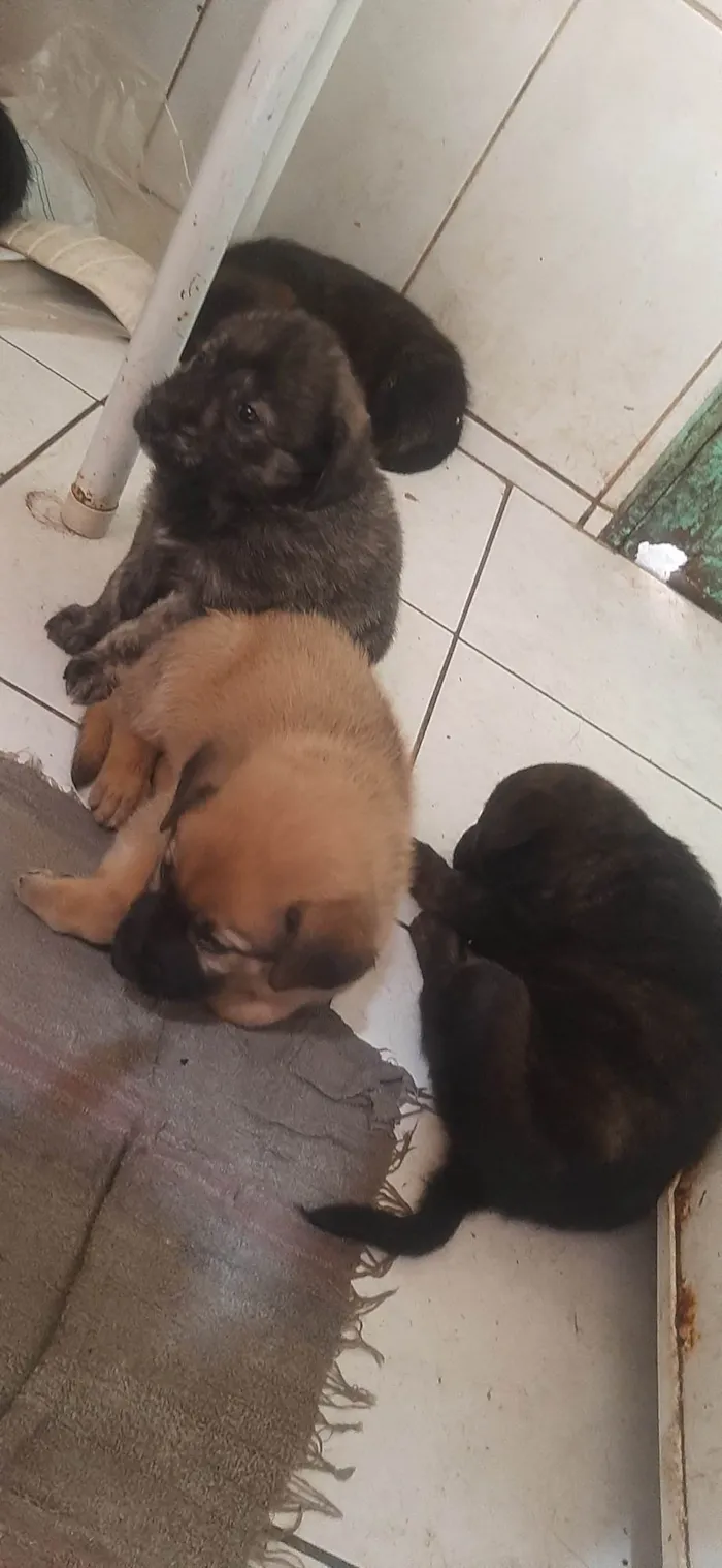 Cachorro ra a Mestiça(pastor malinoar, rotwailer) idade 2 a 6 meses nome Filhotes