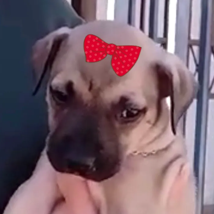 Cachorro ra a Mestica  idade 2 a 6 meses nome Sofia 