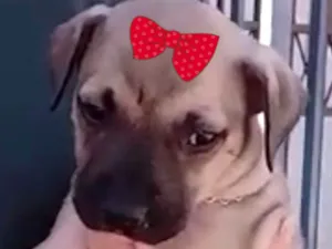 Cachorro raça Mestica  idade 2 a 6 meses nome Sofia 