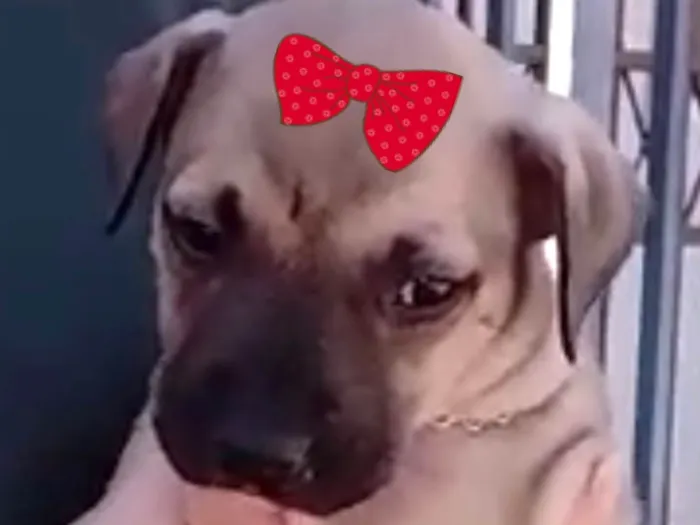 Cachorro ra a Mestica  idade 2 a 6 meses nome Sofia 