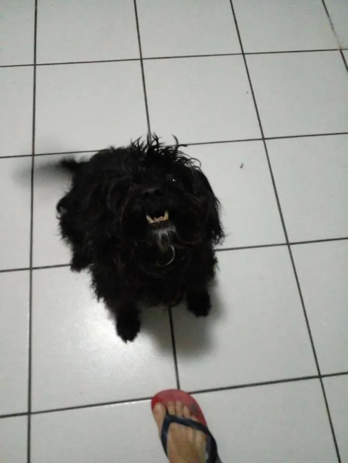 Cachorro ra a  idade 6 ou mais anos nome Nina