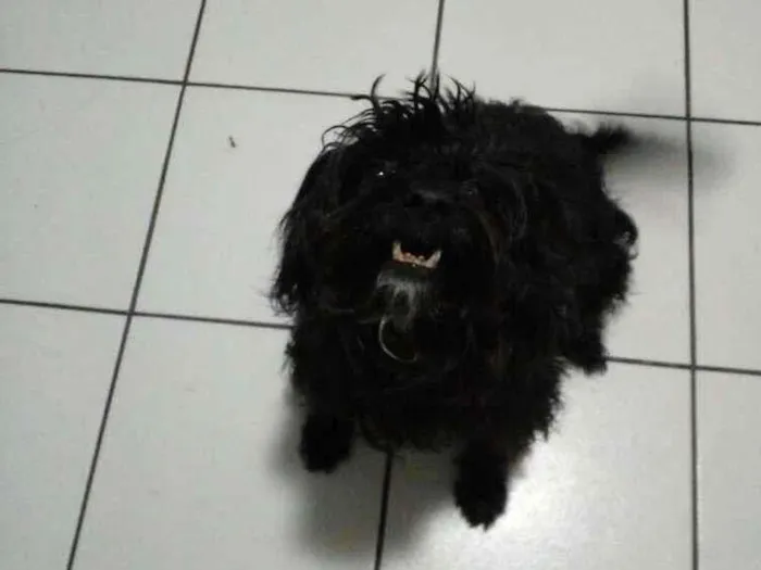 Cachorro ra a  idade 6 ou mais anos nome Nina