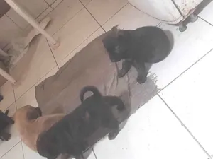 Cachorro raça Mestiça(pastor malinoar, rotwailer) idade 2 a 6 meses nome Filhotes