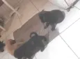 Filhotes
