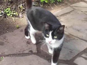 Gato raça SRD-ViraLata idade 3 anos nome MIONO