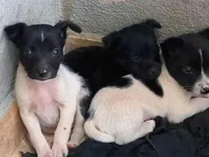 Cachorro raça SRD-ViraLata idade Abaixo de 2 meses nome Despejados