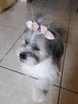 Ayla